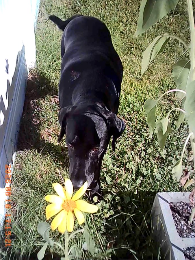 neo reminds you to stop and smell the flowers