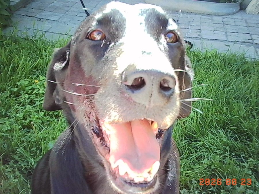best boy neo